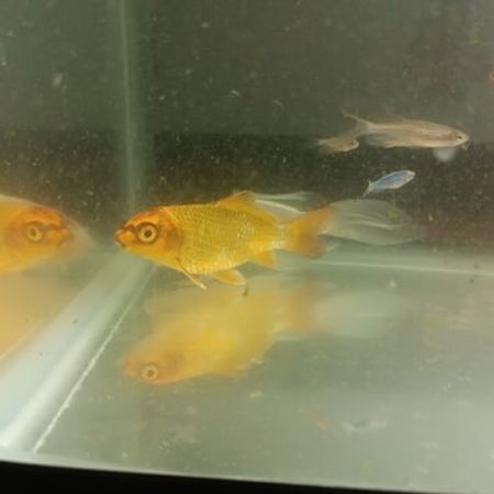 Koi Balıqları – Akvarium – ucuztap.az