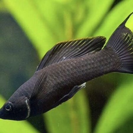 Molli Balığı – Akvarium – ucuztap.az