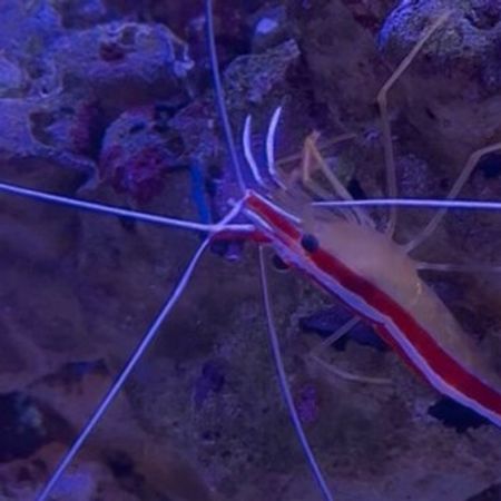 Okean Akvarium Krivetkası – Akvarium – ucuztap.az