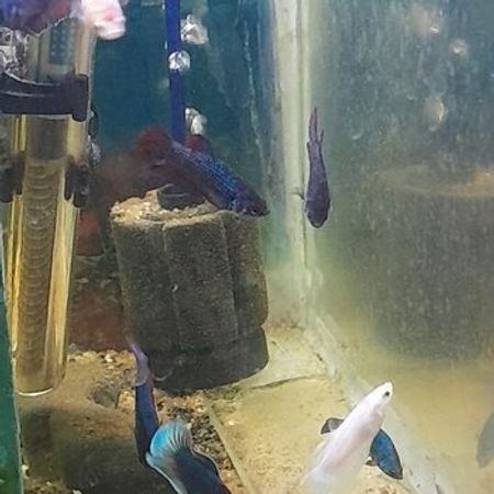 Betta Balığları – Akvarium – ucuztap.az