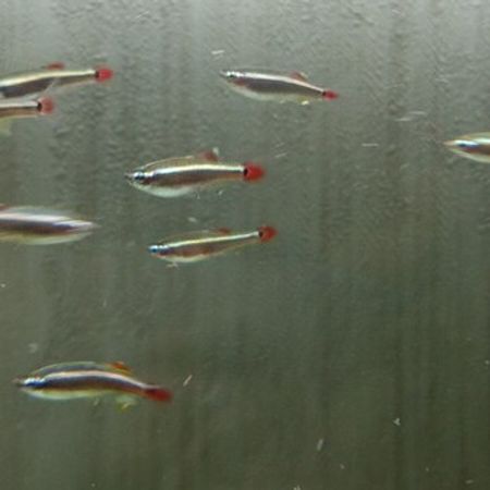 Kardinal Tetra – Akvarium – ucuztap.az