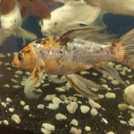 Koi Balıqları – Akvarium – ucuztap.az