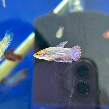 Betta Balıqları – Akvarium – ucuztap.az