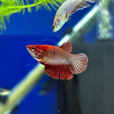 Betta Balıqları – Akvarium – ucuztap.az