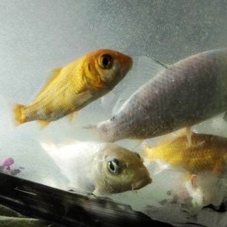 Koi Balığı – Akvarium – ucuztap.az
