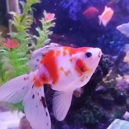 Oranda Balığı – Akvarium – ucuztap.az