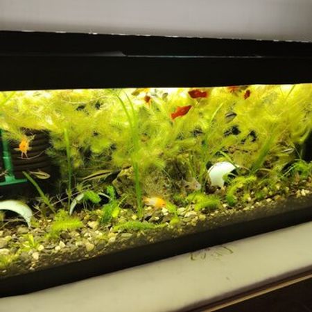 Bitki Akvariumu – Akvarium – ucuztap.az