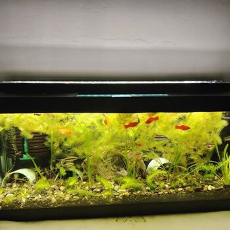 Bitki Akvariumu – Akvarium – ucuztap.az