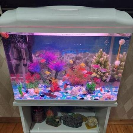 Akvarium – Akvarium – ucuztap.az