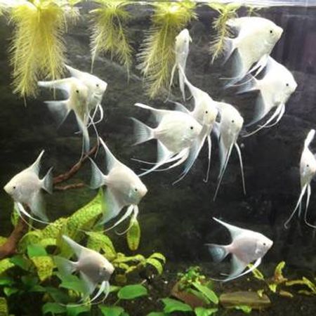 Platin Skalyar Balıqları – Akvarium – ucuztap.az