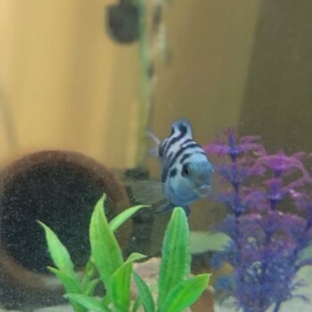 Panda Balığı – Akvarium – ucuztap.az