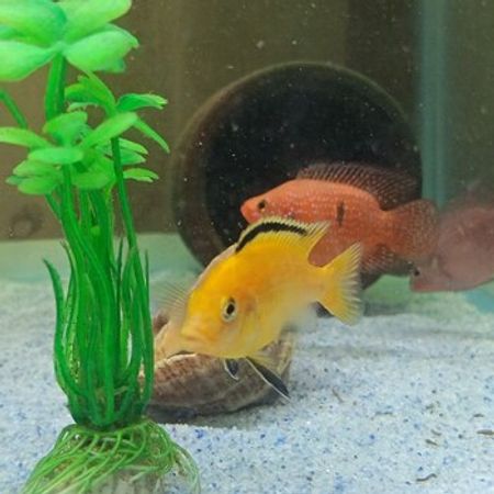 Sarı Labidoxris Balıqları – Akvarium – ucuztap.az