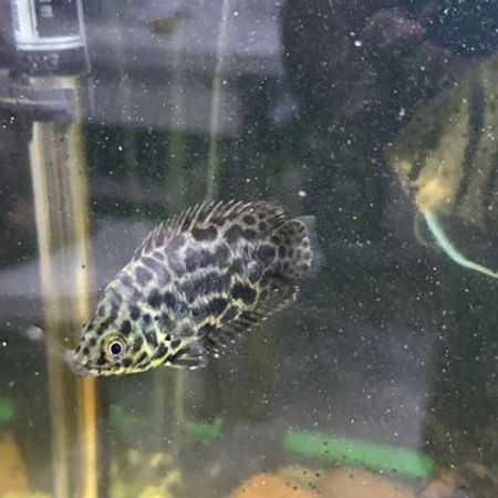 Ctenopoma Leopard Balıqları – Akvarium – ucuztap.az