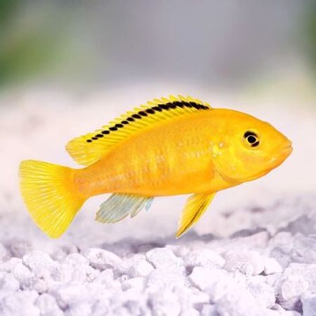 Limonnik – Akvarium – ucuztap.az