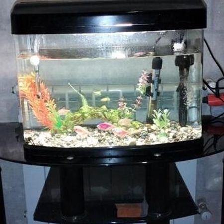 Akvarium – Akvarium – ucuztap.az