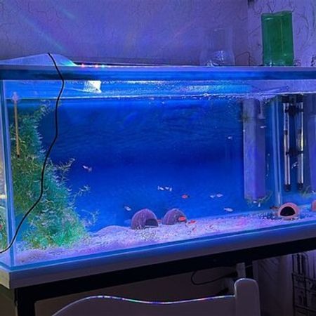 Akvarium Extra Clear Rodajli – Akvarium – ucuztap.az