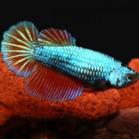 Betta Balığı – Akvarium – ucuztap.az