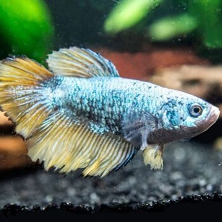 Betta Balığı – Akvarium – ucuztap.az