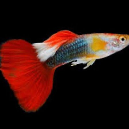 Quppi Balıqları – Akvarium – ucuztap.az