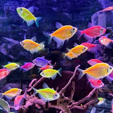 Ternetsiya Balıqları – Akvarium – ucuztap.az