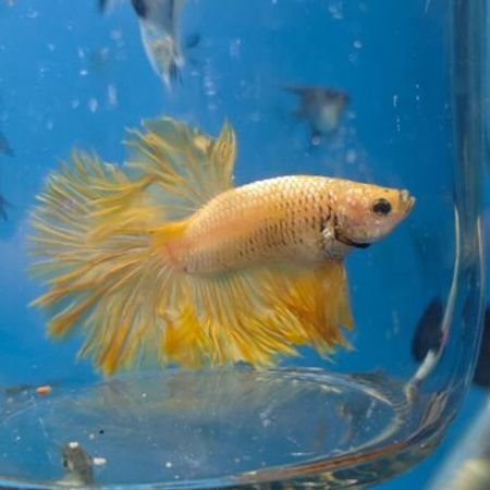 Betta Balığı – Akvarium – ucuztap.az