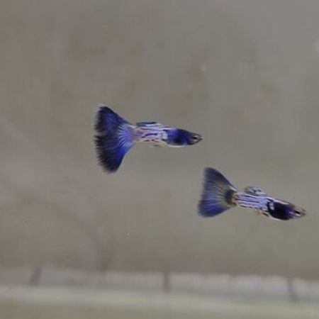 Snake Skin Blue Tail Guppy – Akvarium – ucuztap.az