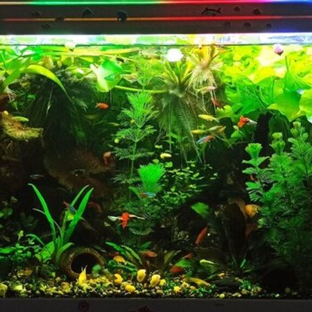 Akvarium Bitkiləri – Akvarium – ucuztap.az