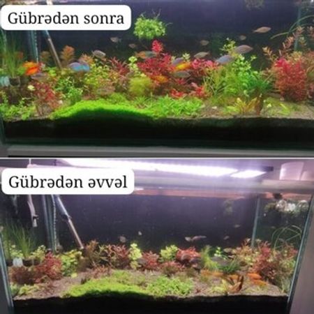 Bitki Akvariumu Üçün Gübrələr – Akvarium – ucuztap.az