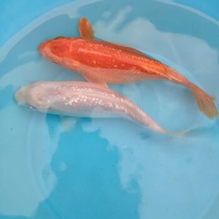Koi Balıqları – Akvarium – ucuztap.az