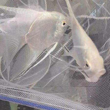 Skalyarlar (Platin Növü) – Akvarium – ucuztap.az
