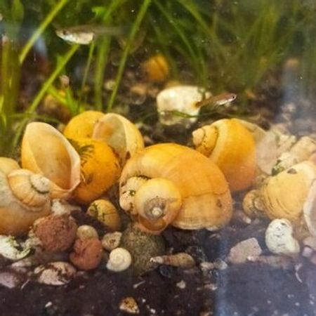 İlbiz – Akvarium – ucuztap.az