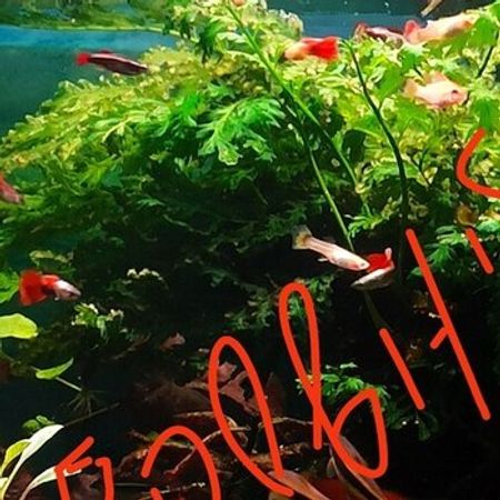 Bolbitis Bitkisi – Akvarium – ucuztap.az