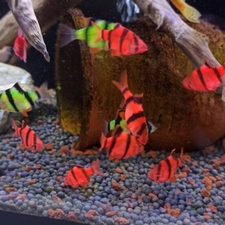 Balıqlar – Akvarium – ucuztap.az