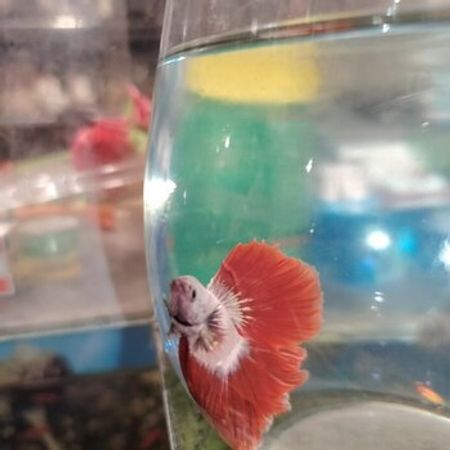 Betta Balıqları – Akvarium – ucuztap.az
