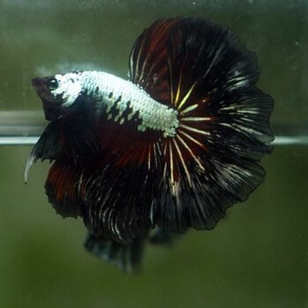 Black Samurai Betta – Akvarium – ucuztap.az