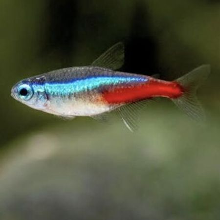 Neon Tetra – Akvarium – ucuztap.az