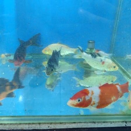 Qızıl Balıq – Akvarium – ucuztap.az