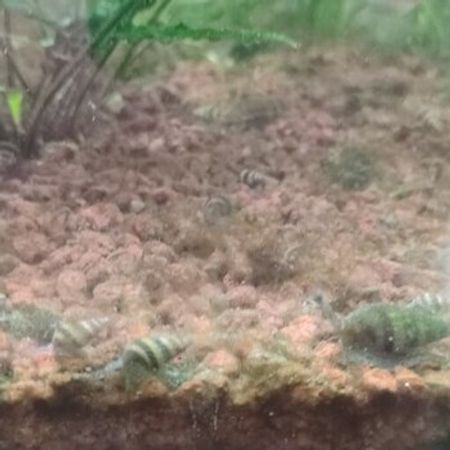 Helena Ilbizi – Akvarium – ucuztap.az