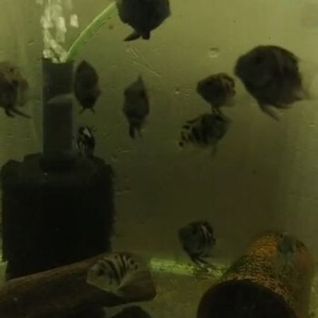 Panda – Akvarium – ucuztap.az