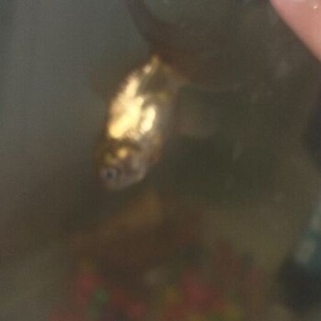 Balıq Japon Oranda – Akvarium – ucuztap.az