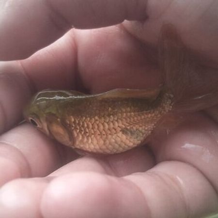 Balıq Japon Oranda – Akvarium – ucuztap.az