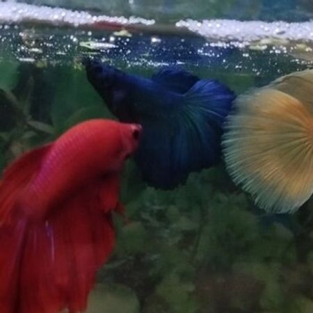 Betta Balıqları – Akvarium – ucuztap.az