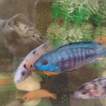 Niasa Balığı – Akvarium – ucuztap.az