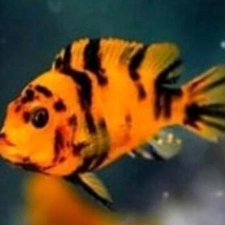 Marmalatka Zebra Balıq – Akvarium – ucuztap.az