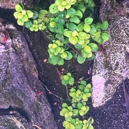 Anubias – Akvarium – ucuztap.az