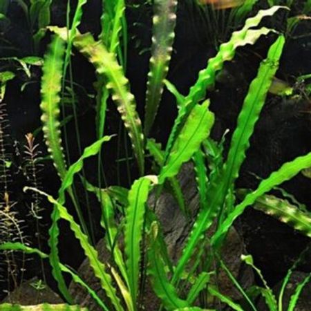Akvarium Bitkisi Aponogeton – Akvarium – ucuztap.az