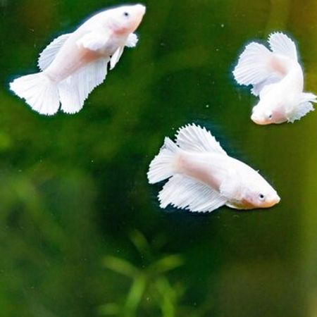 Betta Balıqları – Akvarium – ucuztap.az