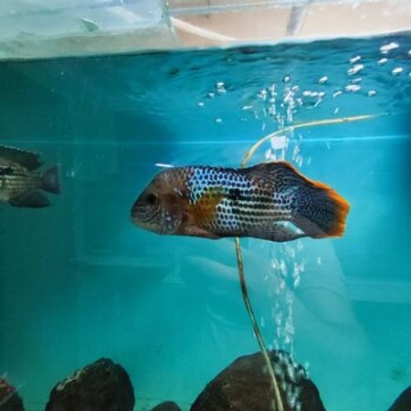Grin Terör Akara Balığı – Akvarium – ucuztap.az