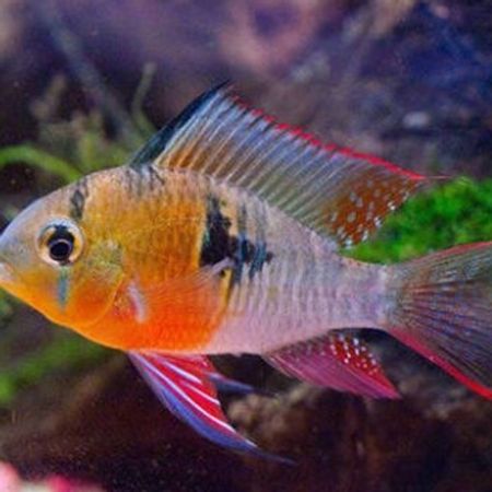 Bolivian Ramirez Balığı – Akvarium – ucuztap.az