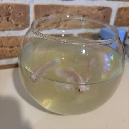Betta Splendens – Akvarium – ucuztap.az